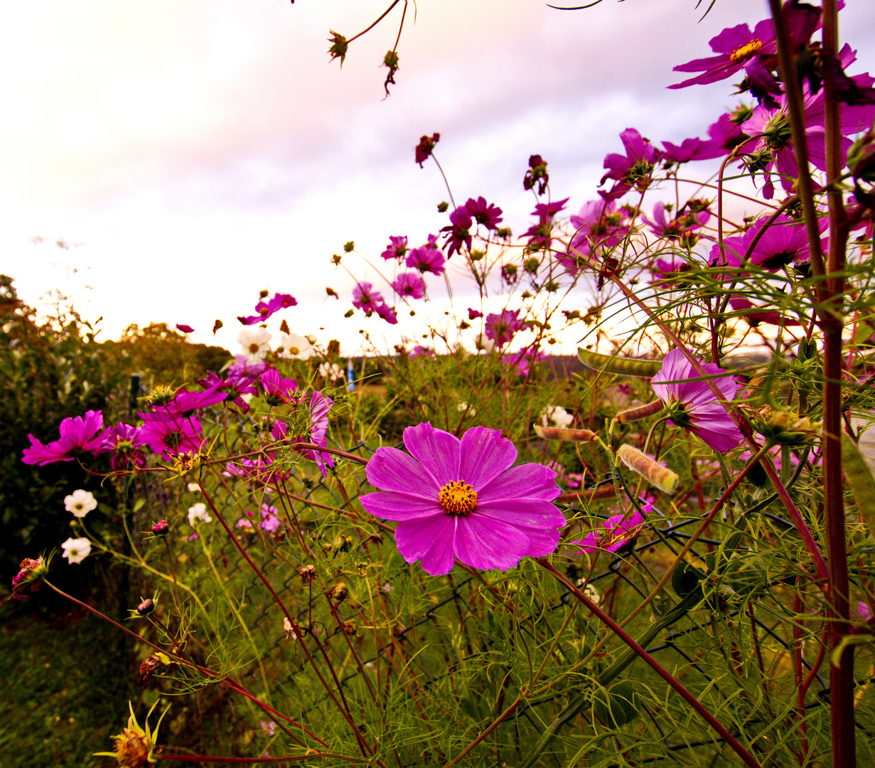 HerbstBlumen Foto & Bild jahreszeiten, herbst, natur Bilder auf
