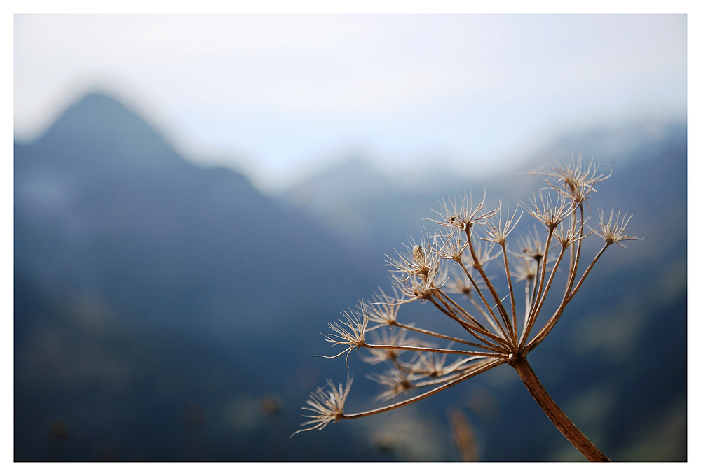 Herbst-Blumen-Grüße aus dem Allgäu-Urlaub