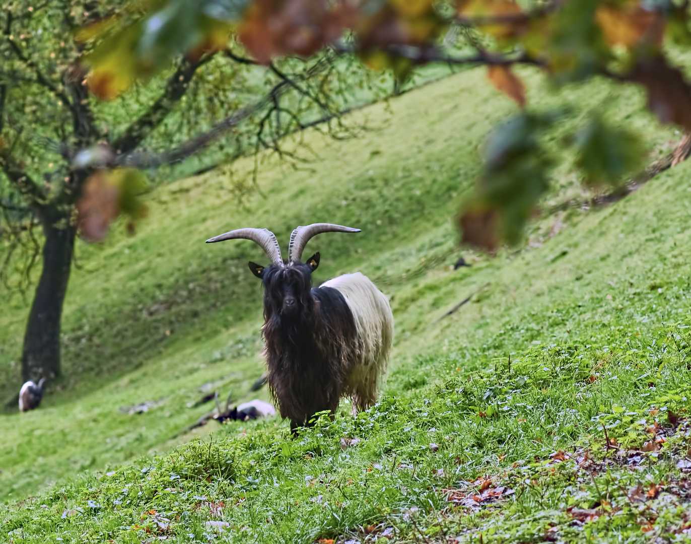 Herbst-Bock