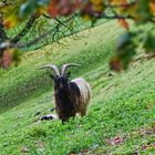 Herbst-Bock