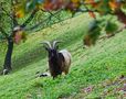 Herbst-Bock von docskh 