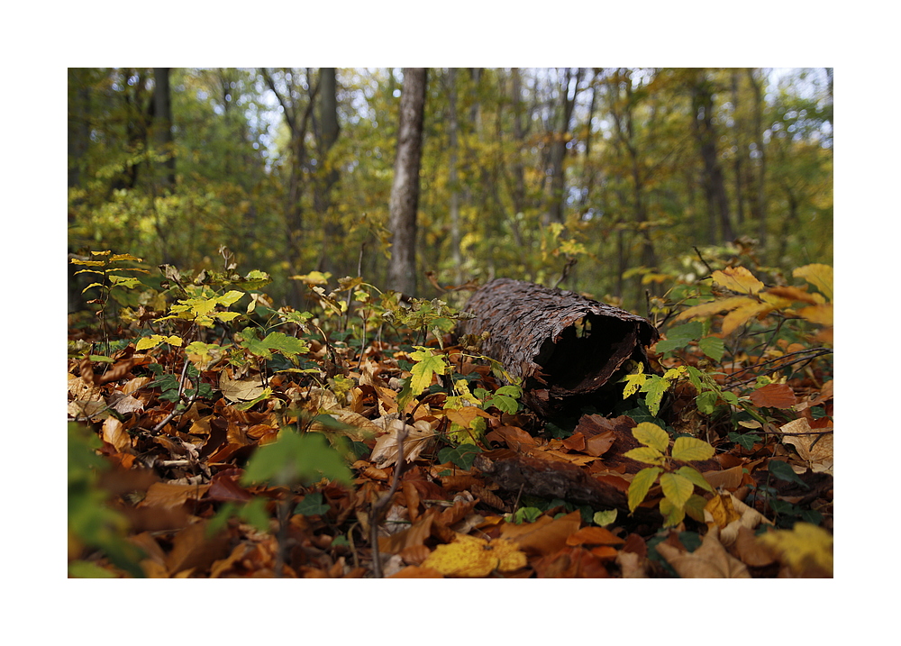 Herbst - Borke