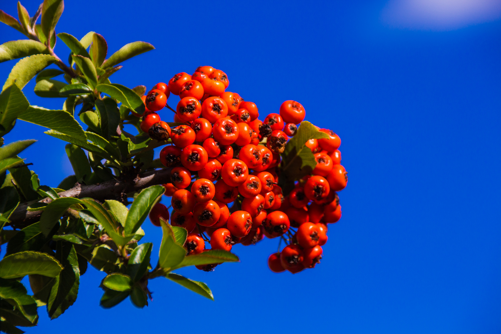 Herbst-Boten 1