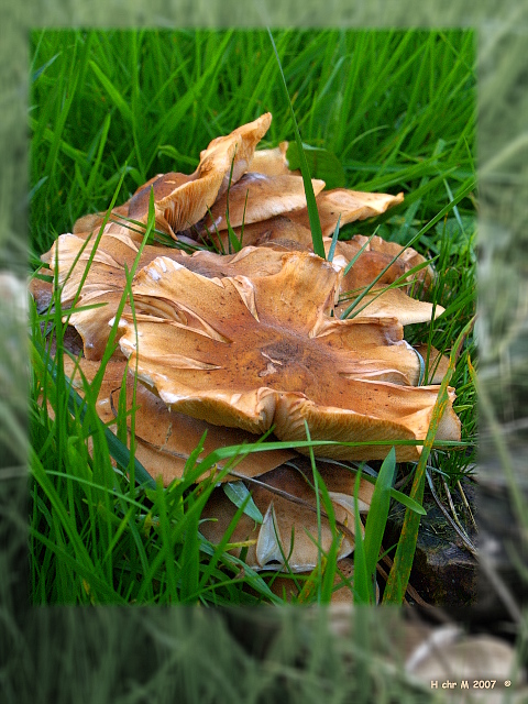 Herbst - Boten