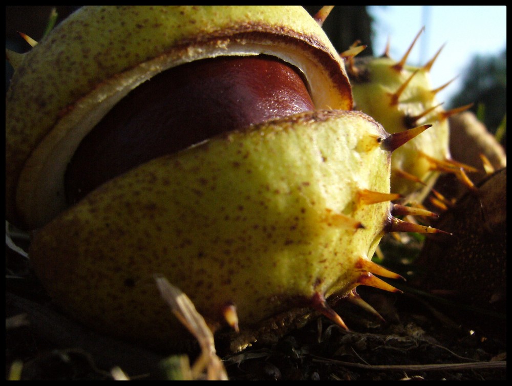 Herbst-boten