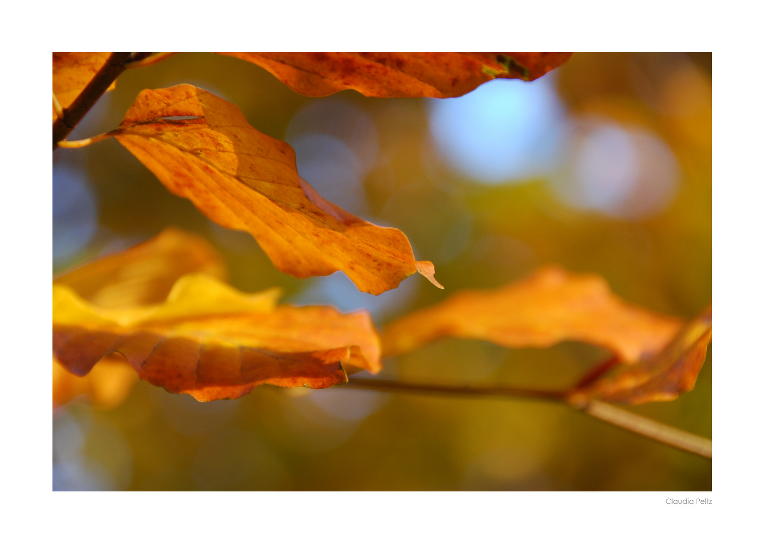 Herbst Brandenburg 2011