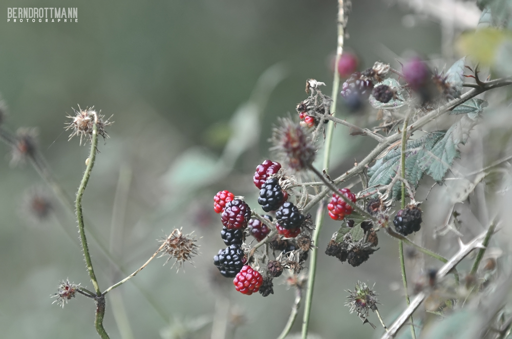 Herbst | Brombeeren