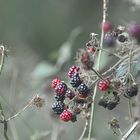 Herbst | Brombeeren