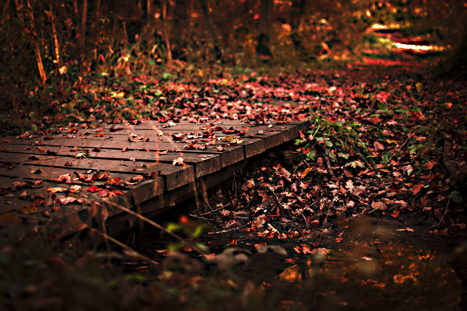 Herbst Brücke