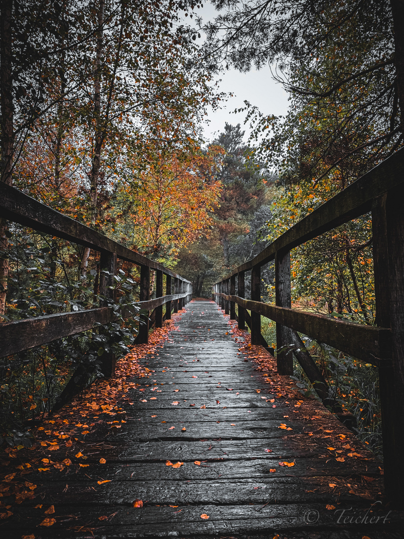 Herbst Brücke 