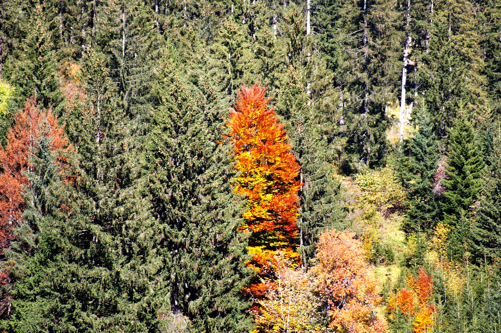 Herbst-Buche