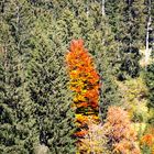 Herbst-Buche