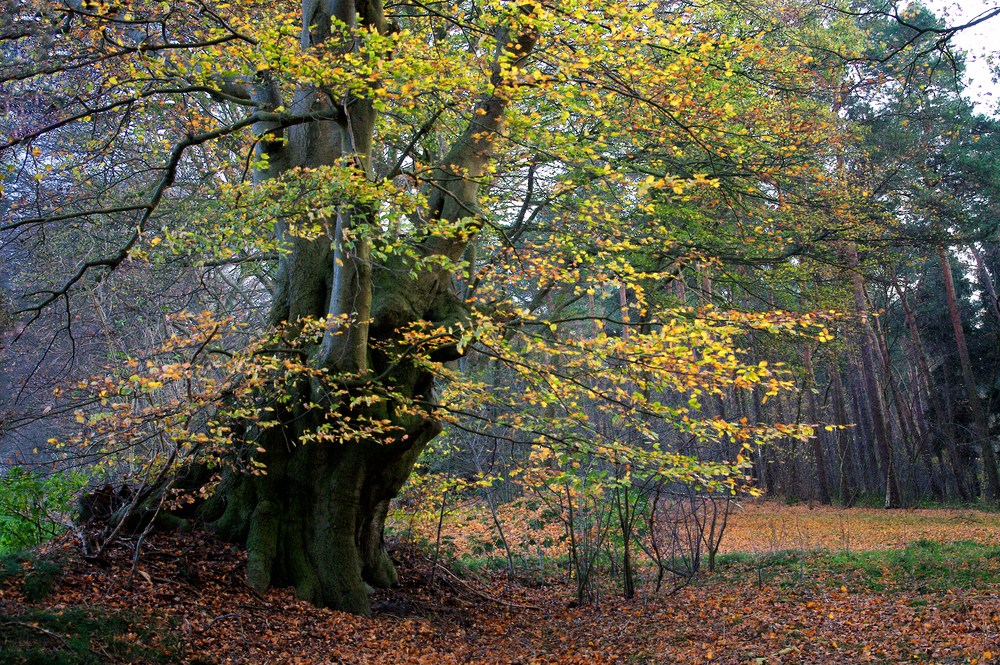 Herbst-Buche