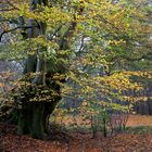 Herbst-Buche