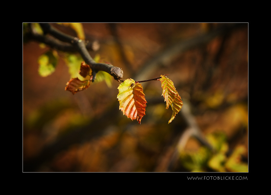 Herbst Buchen Blatt mit Besuch