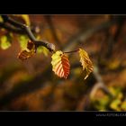 Herbst Buchen Blatt mit Besuch