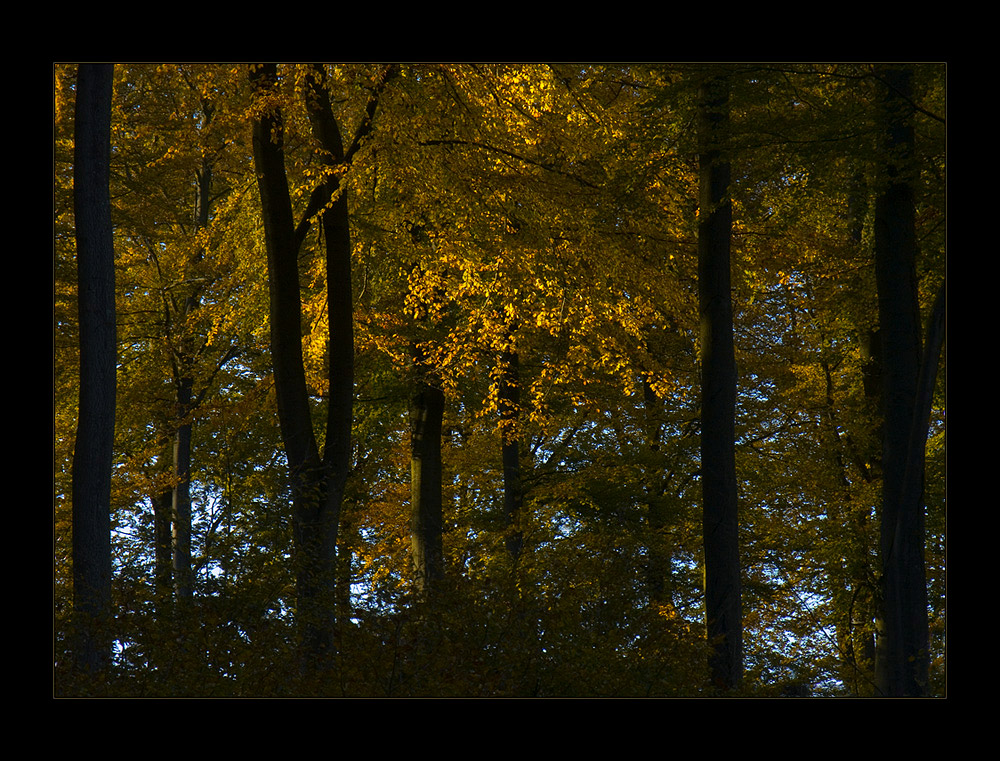 Herbst- Buchen- Glimmen... - oder: ...kein Spiegelbild...