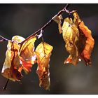  Herbst Buchenblätter