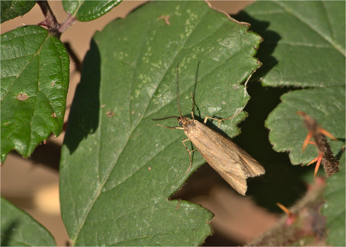 Herbst-Buchenmotte (Diurnea lipsiella)