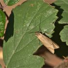 Herbst-Buchenmotte (Diurnea lipsiella)