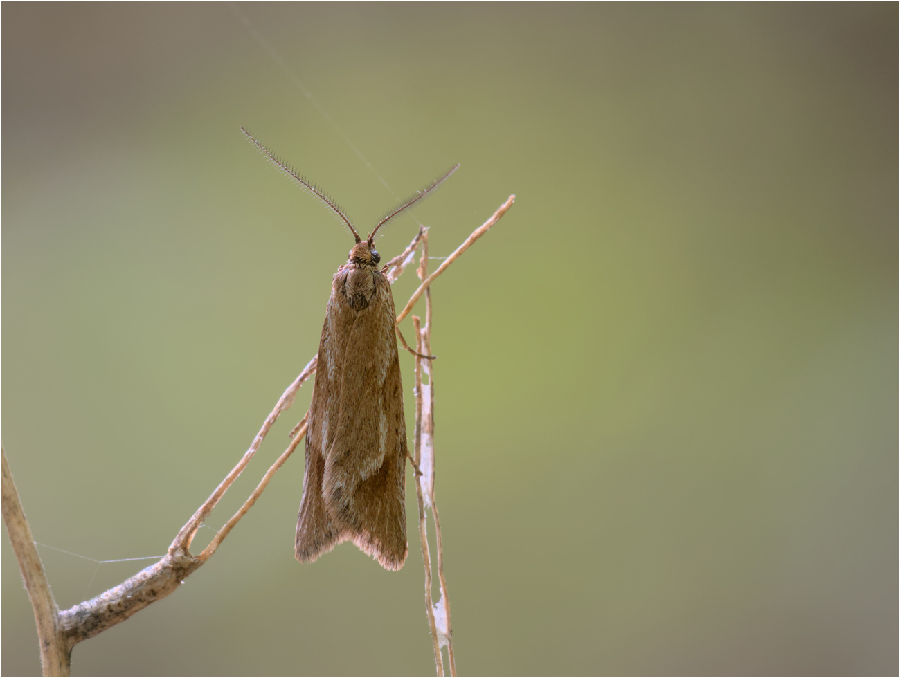 Herbst-Buchenmotte (Diurnea lipsiella)