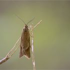 Herbst-Buchenmotte (Diurnea lipsiella)