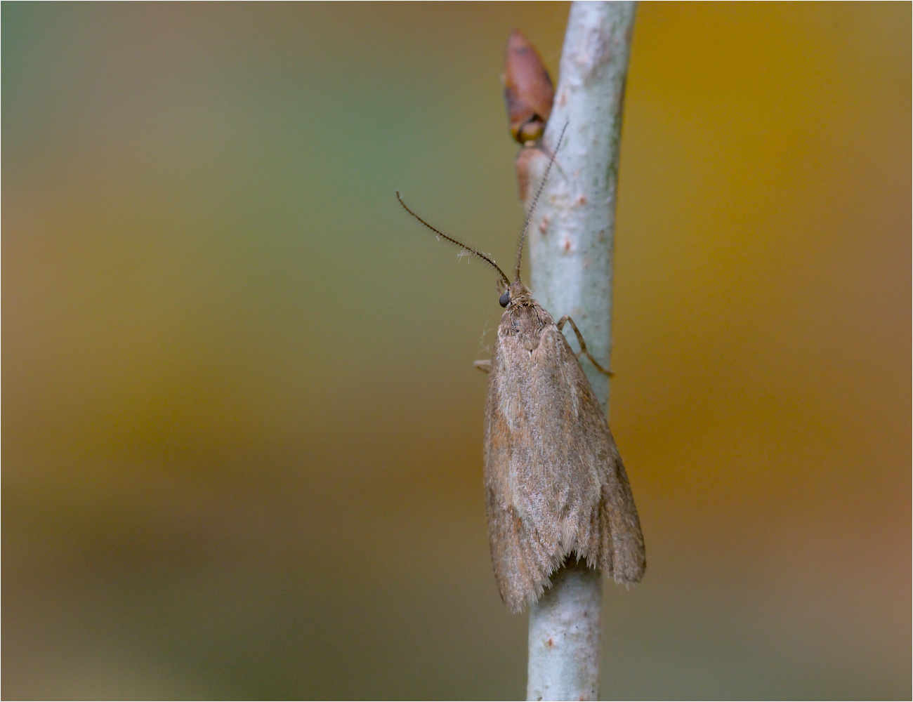 Herbst-Buchenmotte (Diurnea lipsiella)