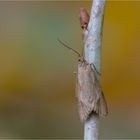 Herbst-Buchenmotte (Diurnea lipsiella)