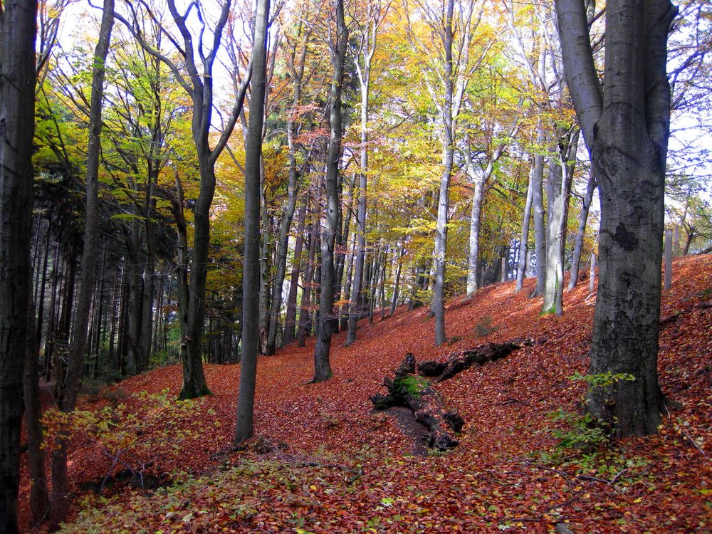 Herbst-Buchenwald