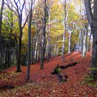 Herbst-Buchenwald