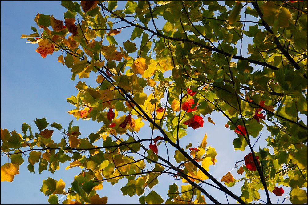 Herbst - bunt