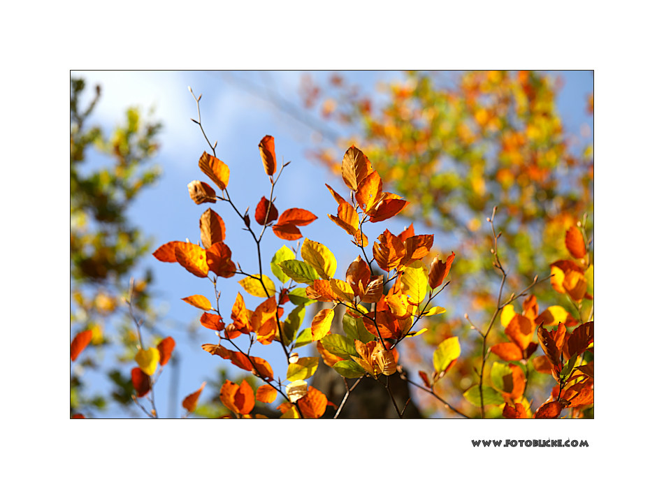 Herbst Bunt