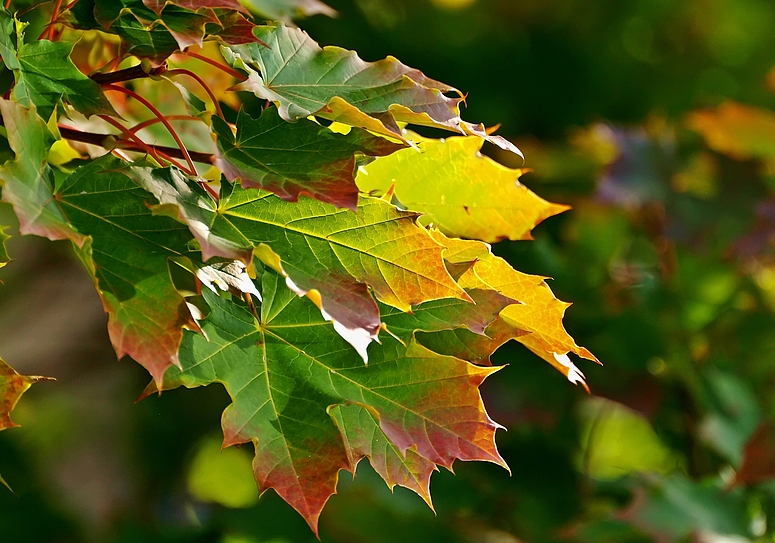 Herbst, bunte Blätter....