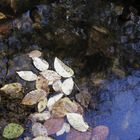 Herbst - Bunte Blätter fallen in den Brunnen