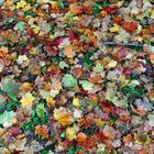 Herbst -bunte Vielfalt- 