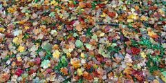 Herbst -bunte Vielfalt- 