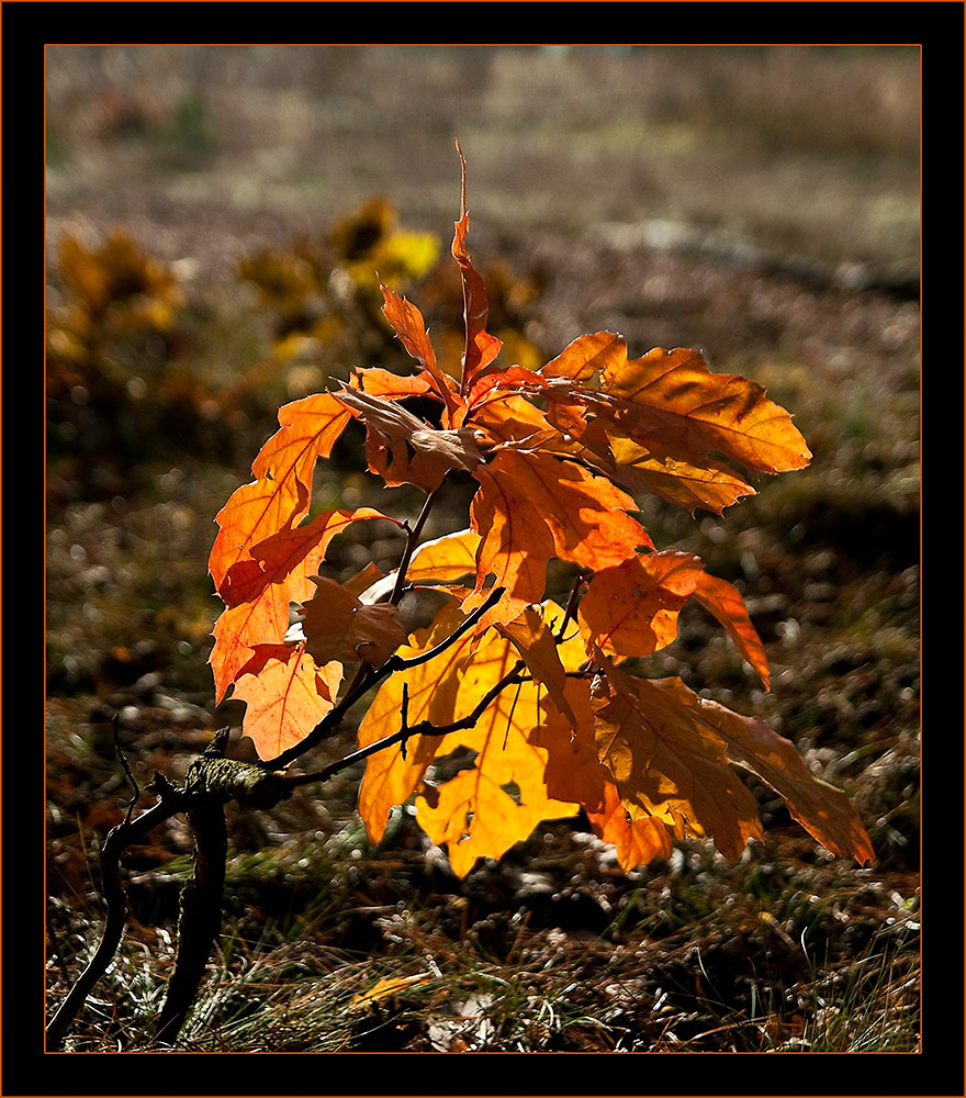 Herbst