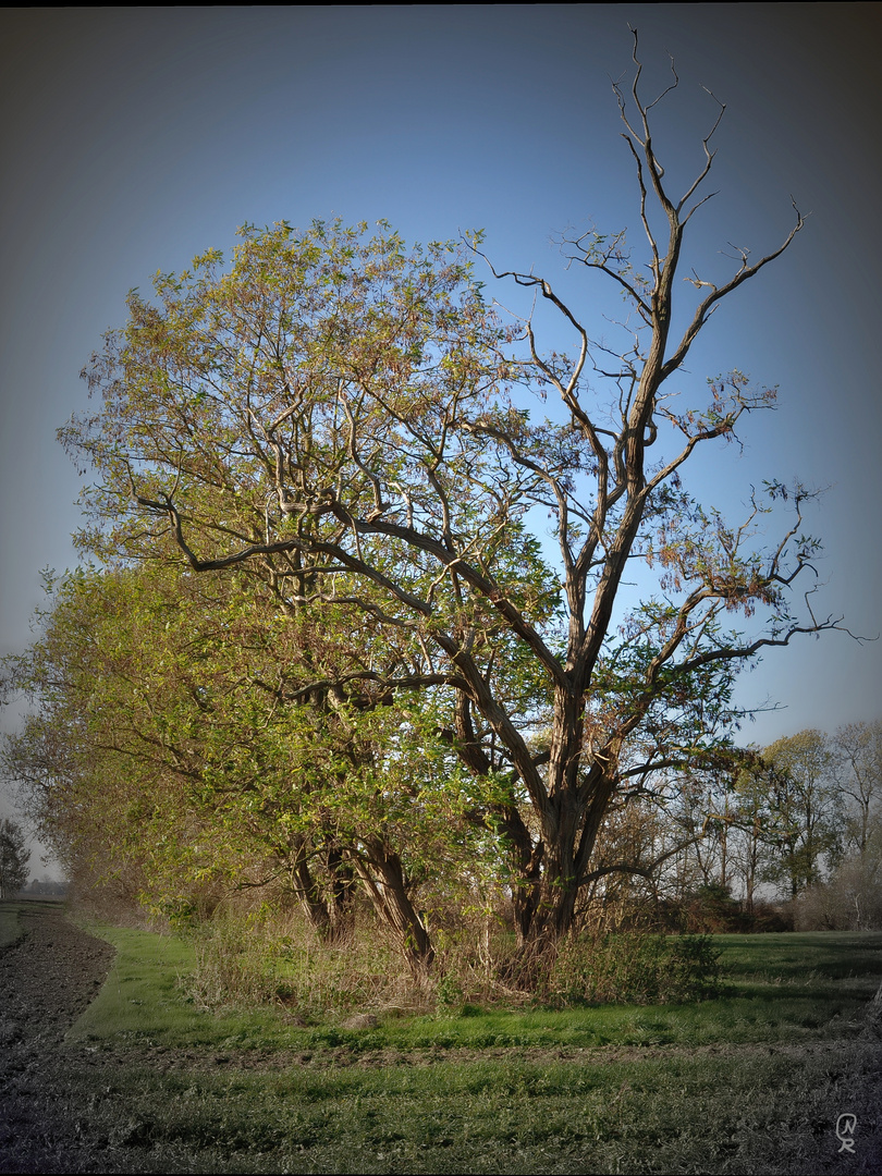 Herbst