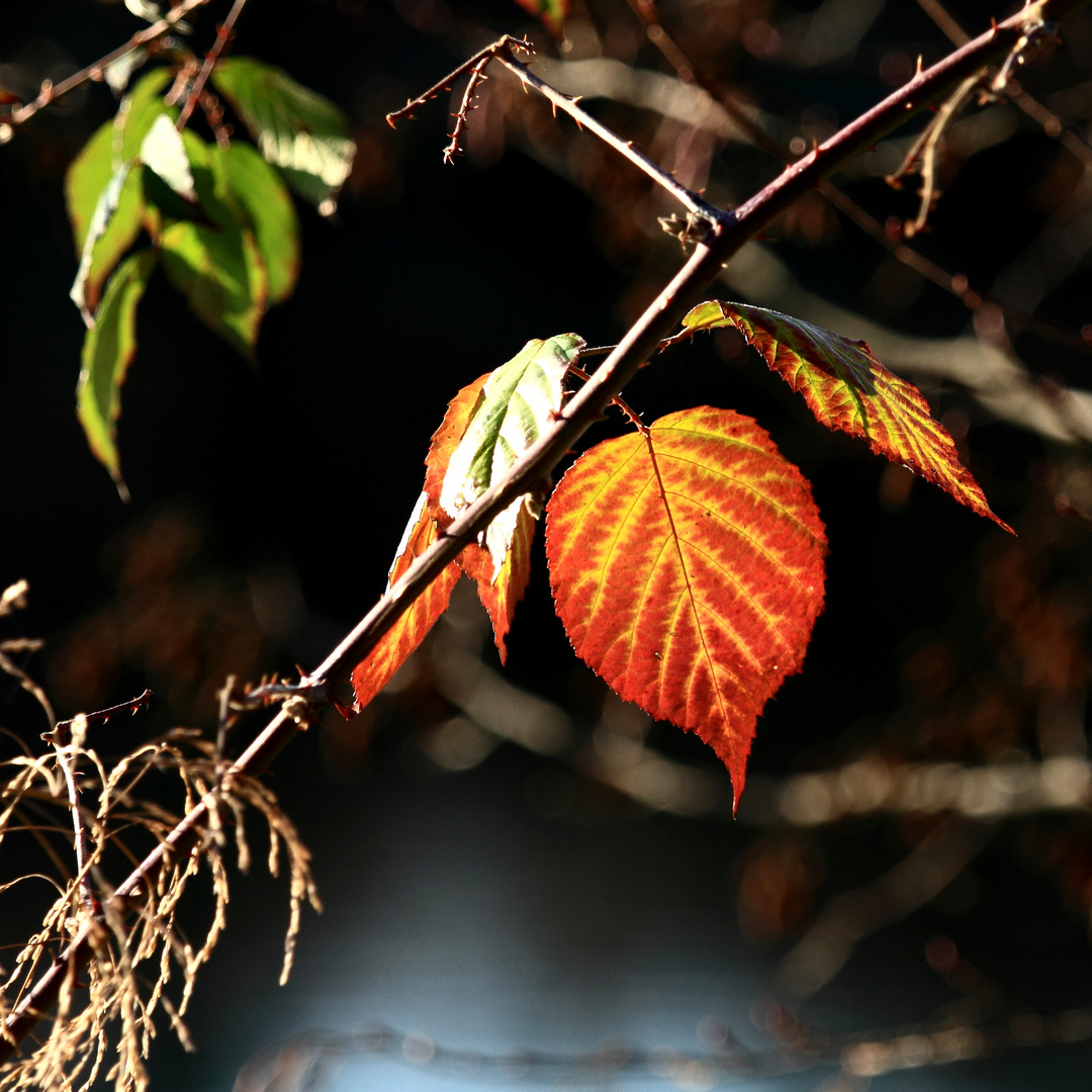 Herbst