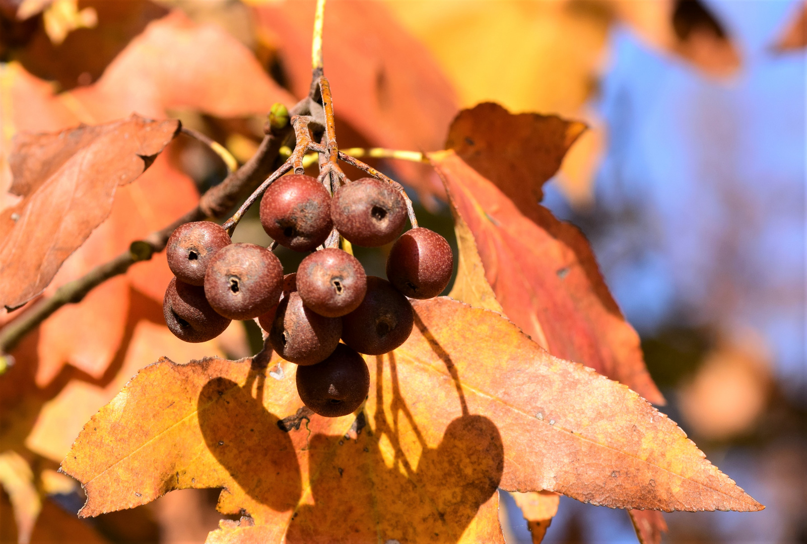 Herbst