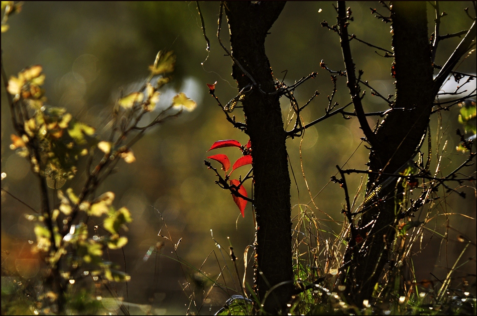 Herbst