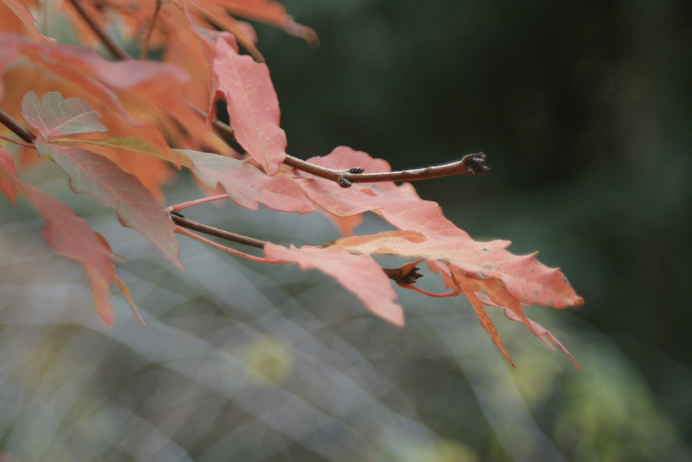 Herbst