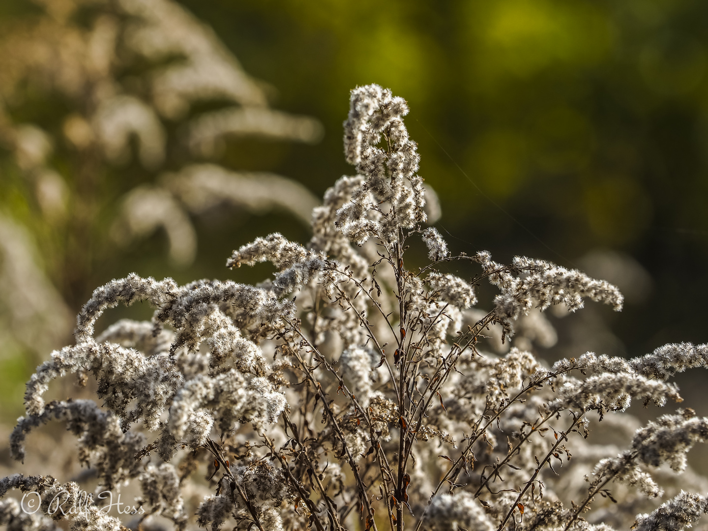 Herbst