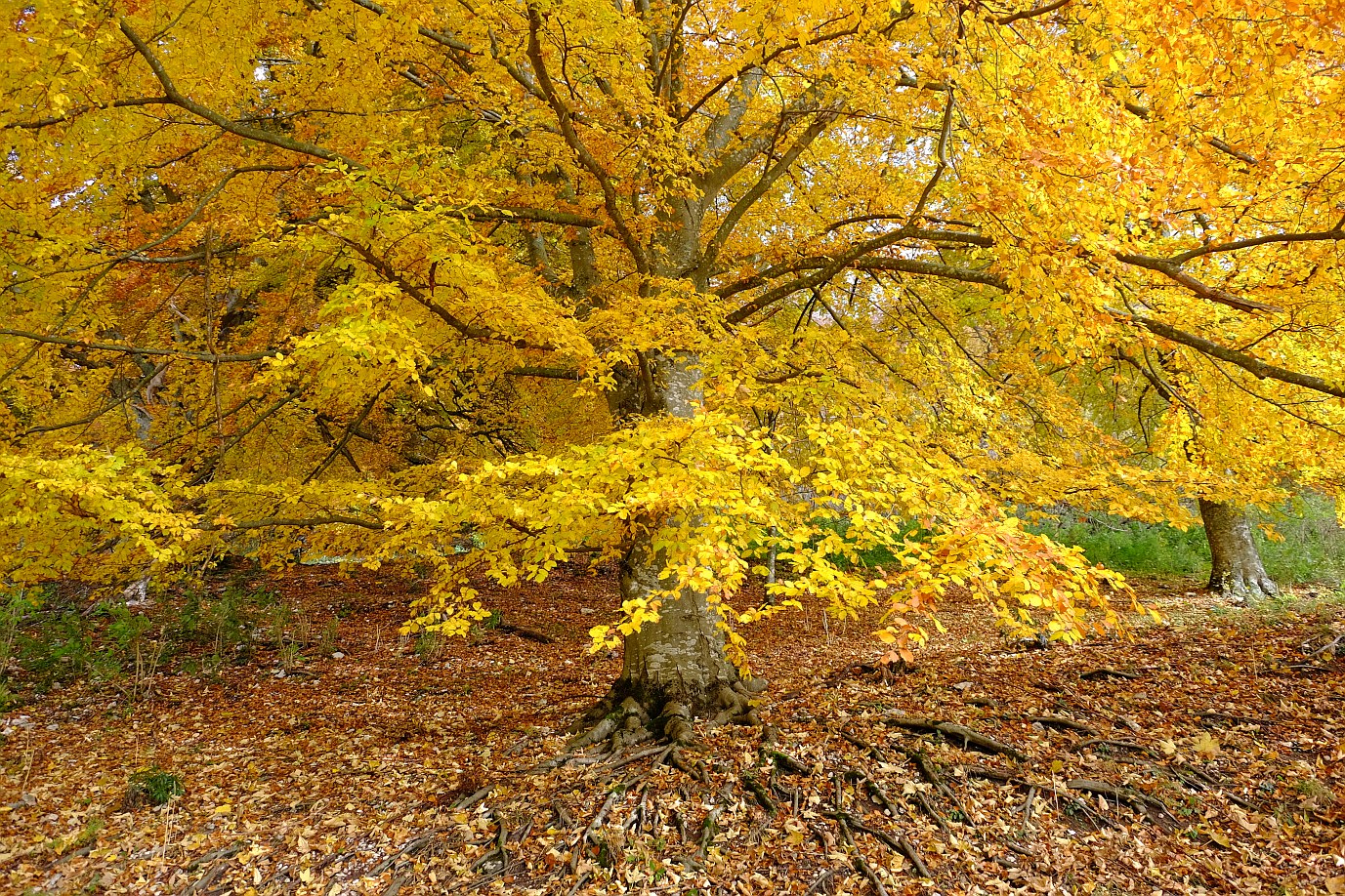 Herbst