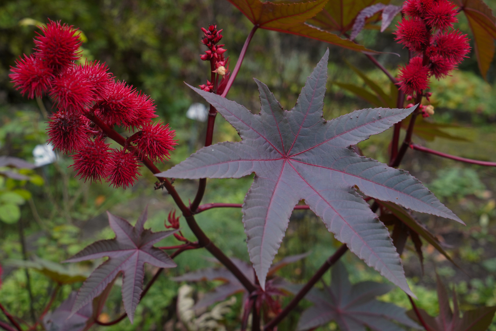 Herbst