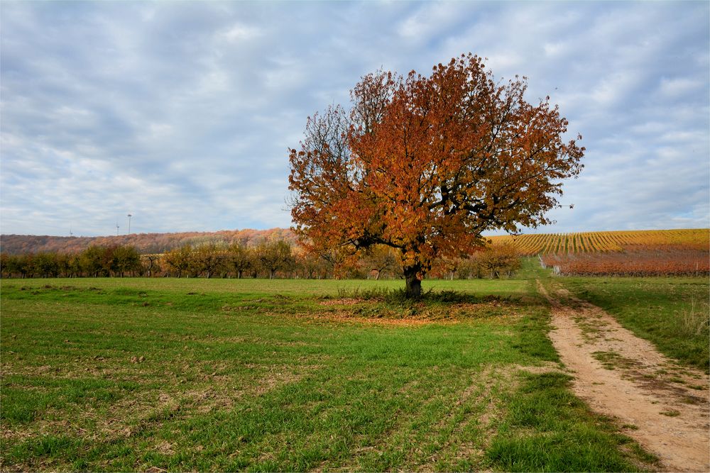 Herbst