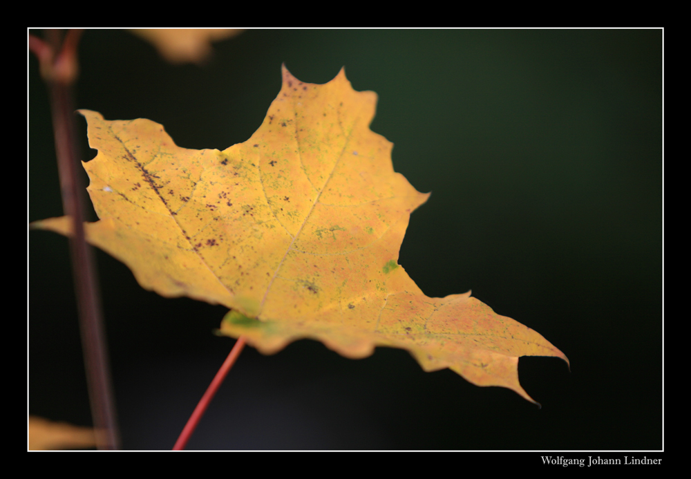 Herbst