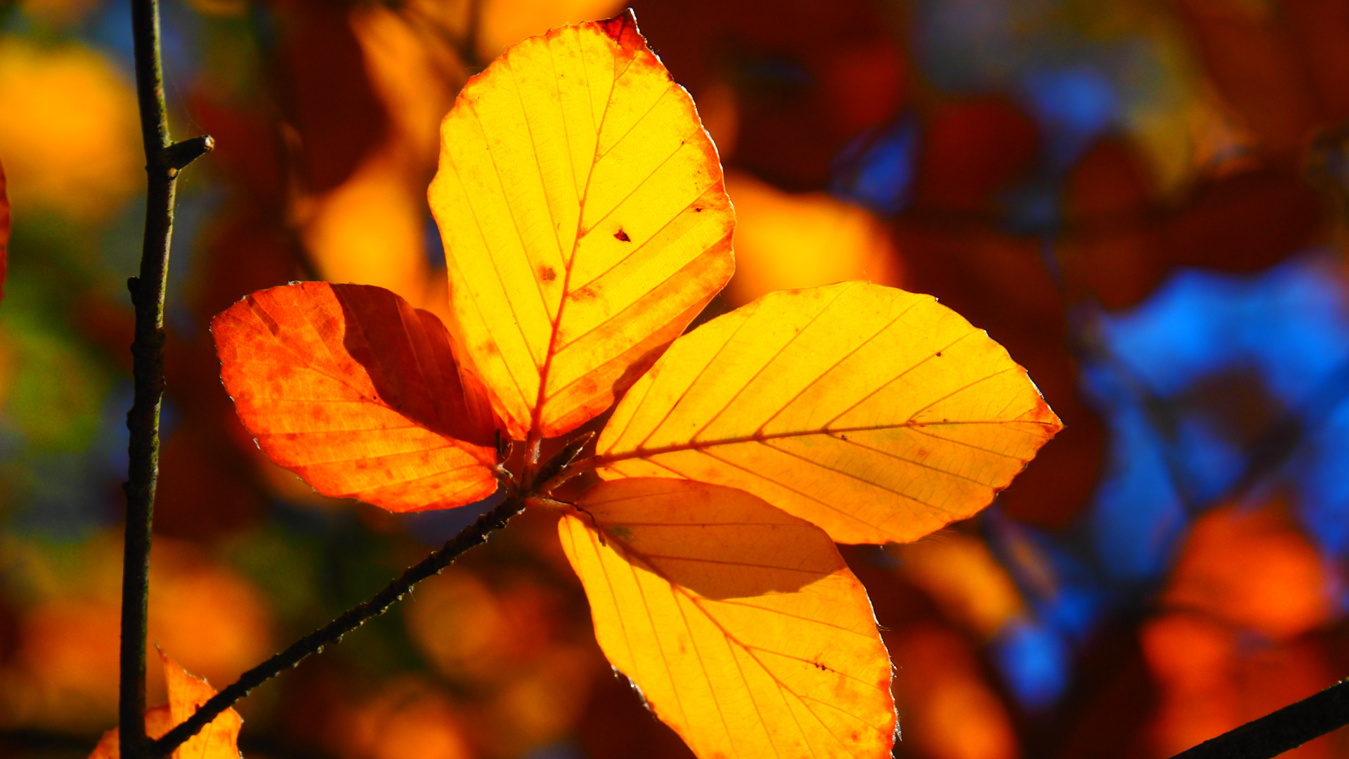 Herbst