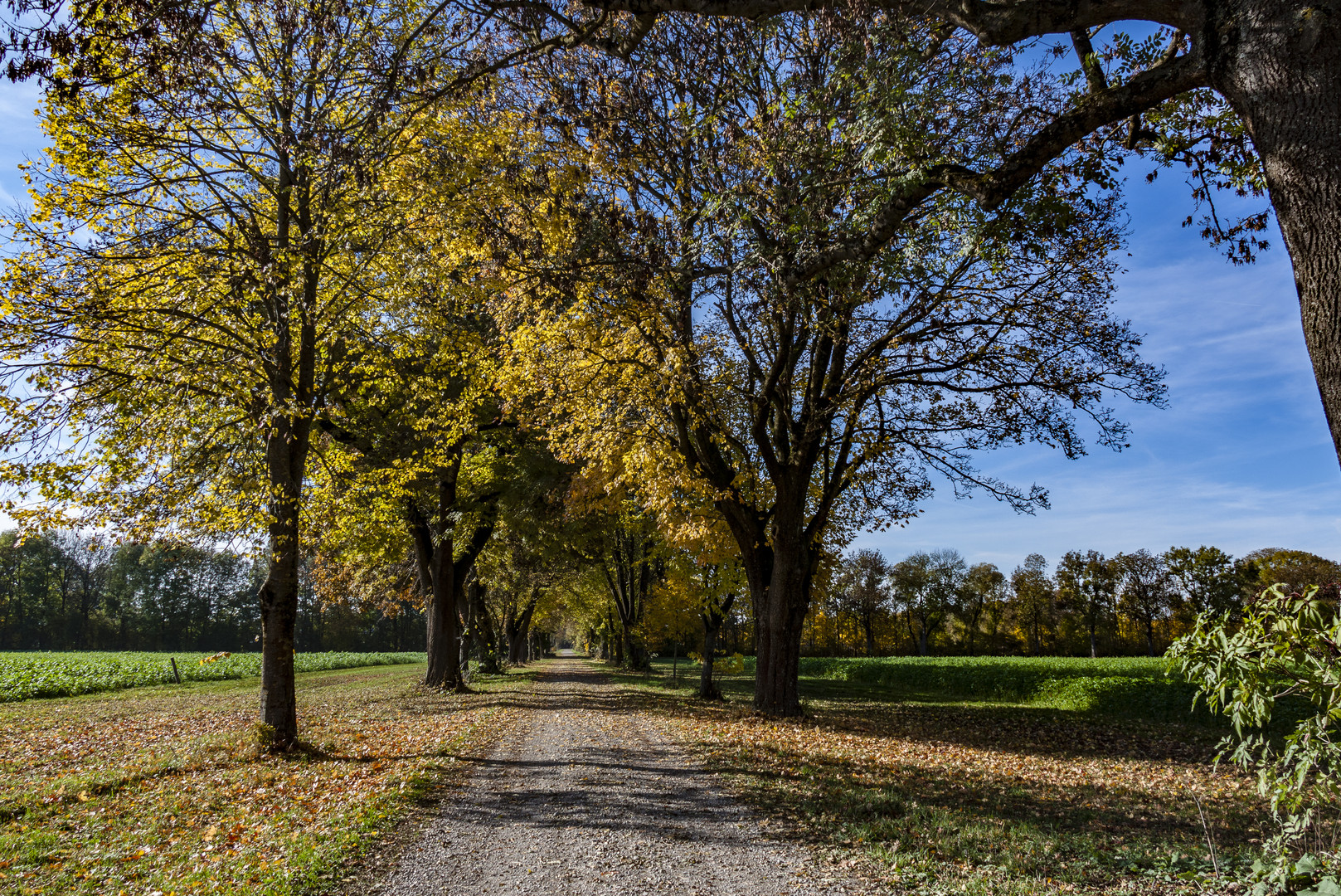 Herbst