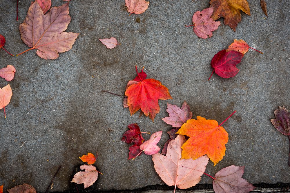 Herbst